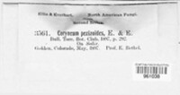 Coryneum pezizoides image